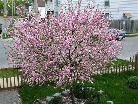 Flowering Almond Care: How To Grow Flowering Almond Trees | Ornamental ...