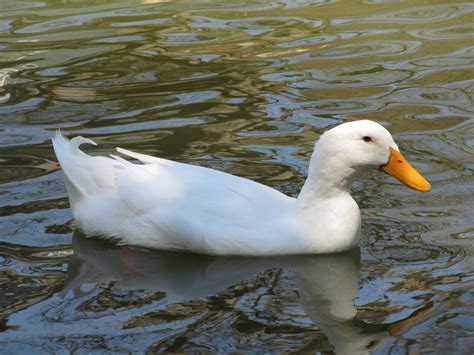 White Duck Swimming Free Stock Photo - Public Domain Pictures