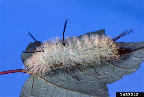 American dagger moth (Acronicta americana (Harris))