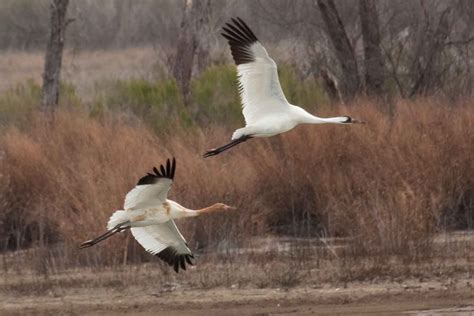 Non-Migratory Whooping Cranes -Louisiana Update « Whooping Crane ...