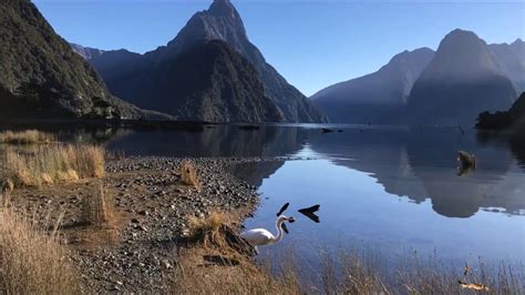 Milford Sound Wildlife - Mitre Peak Cruises - New Zealand. - YouTube