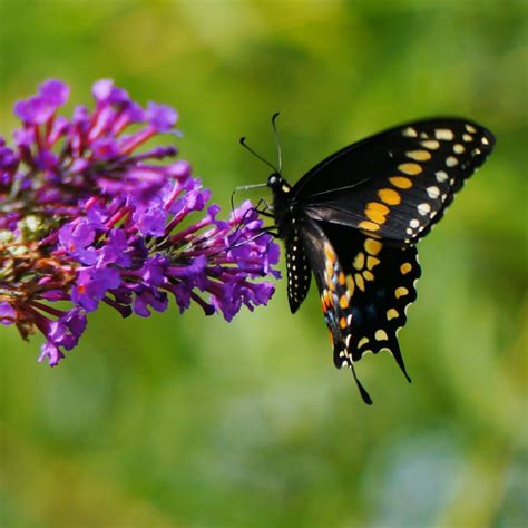 Images Of Butterflies