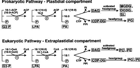 [PDF] Lipid biosynthesis. | Semantic Scholar