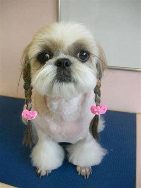 23 Hilariously Awful Dog Haircuts