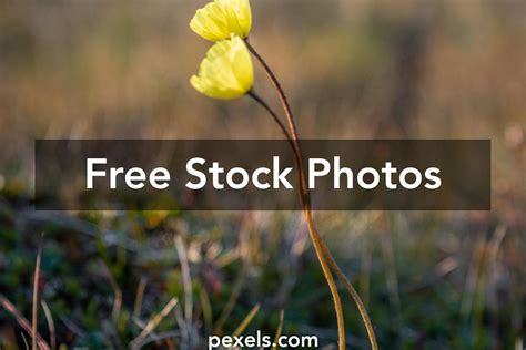 Arctic Poppy Photos, Download The BEST Free Arctic Poppy Stock Photos ...