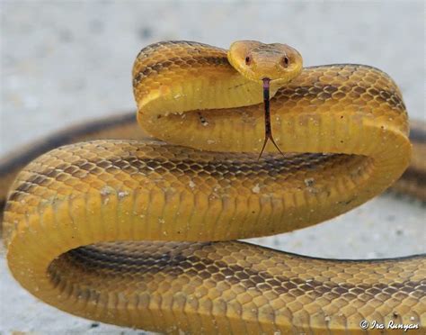 Y is for Yellow Rat Snake