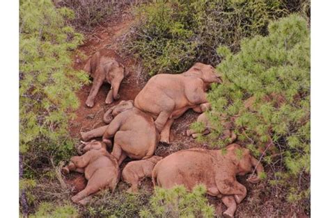 March of the elephants: China's rogue herd spotlights habitat loss