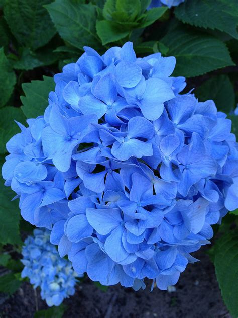 How to Change the Colour of Hydrangeas | POPSUGAR Home Australia