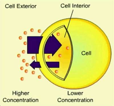 #17 Diffusion | Biology Notes for IGCSE 2014 & 2024