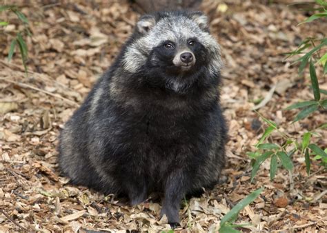 Rare Japanese Dog Species Tanuki Goes Viral