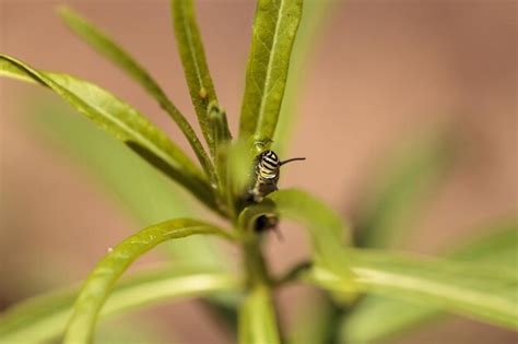 Premium Photo | Close-up of caterpillar on leaf