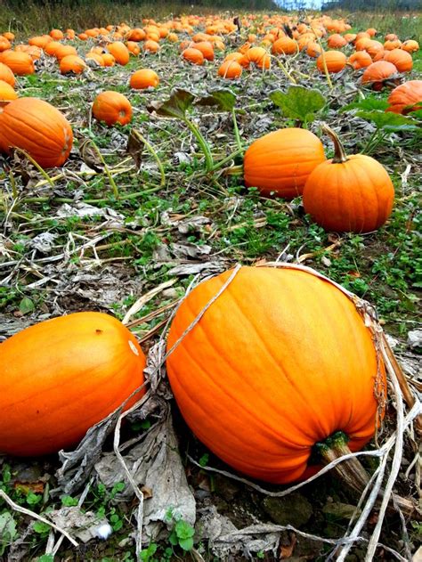 A walk at Ballycross Apple Farm - complete with pumpkin patch- very ...