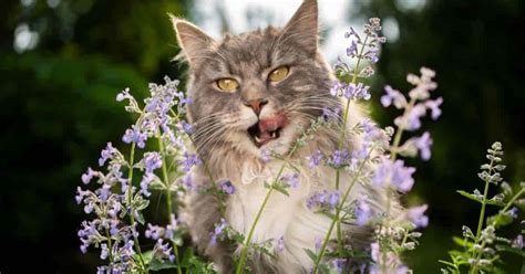 Catnip Plant: How To Grow And Care For Catnip