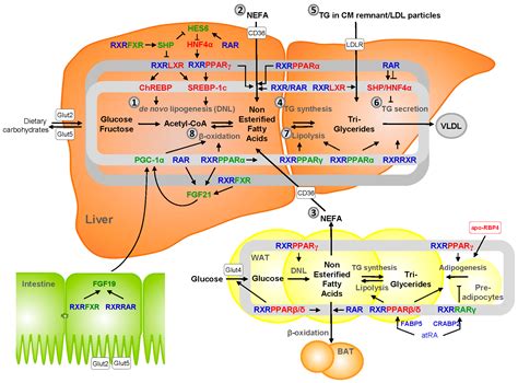 Nutrients | Free Full-Text | Disturbed Vitamin A Metabolism in Non ...