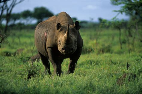 394 Rhinos Poached in South Africa | Save the Rhino