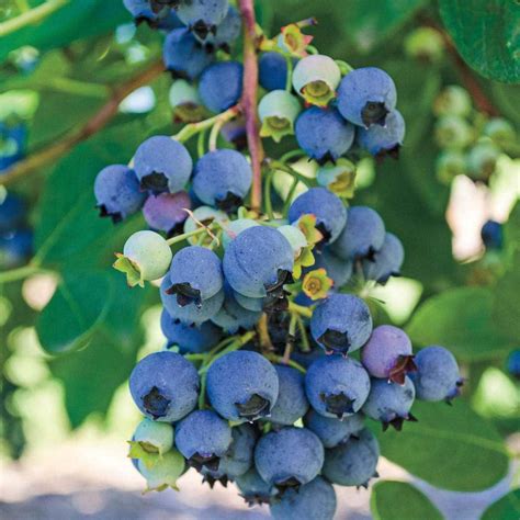 Buy Jersey Highbush Blueberry Plant - Vaccinium - 2.5 Pot - Hardy ...