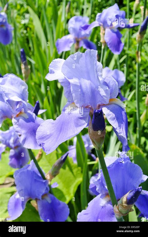 Blue flag iris Stock Photo - Alamy