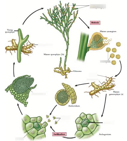 Life cycle of psilotum Diagram | Quizlet