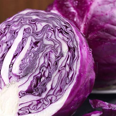 Fresh purple cabbage