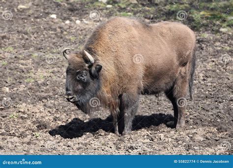 European Bison (Bison Bonasus) Stock Photo - Image of bison, habitat ...