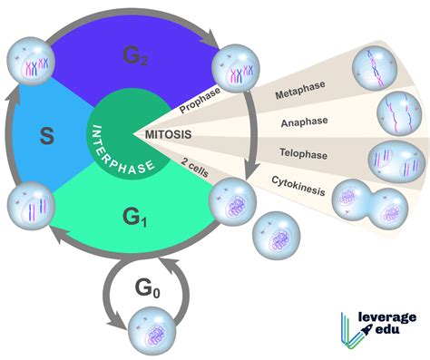 List The Phases Of Cell Cycle