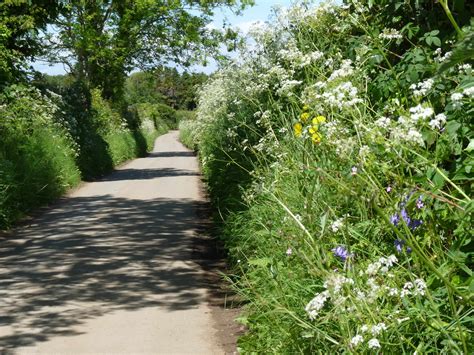 Why are hedgerows important | 2020 Update | Soil Association