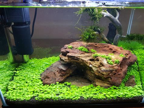 My first nano aquascape. Shrimp incoming!! : Aquariums