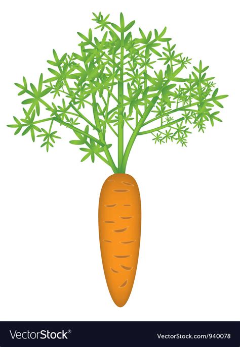 Carrot vector by elyomys_1 - Image #940078 - VectorStock