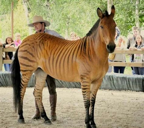 Meet the Zorse, a Zebra-Horse hybrid that most people don't think ...