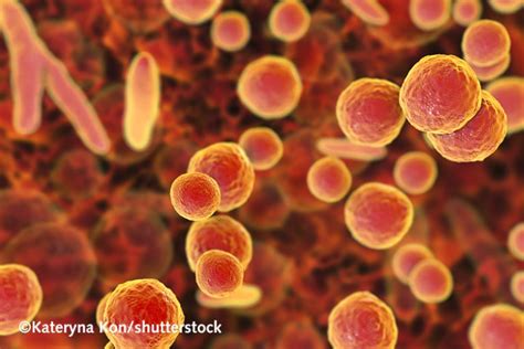 How to detect mycoplasma contamination by PCR- PromoCell