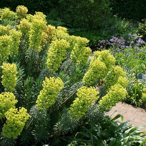 Buy spurge Euphorbia characias subsp. 'wulfenii'