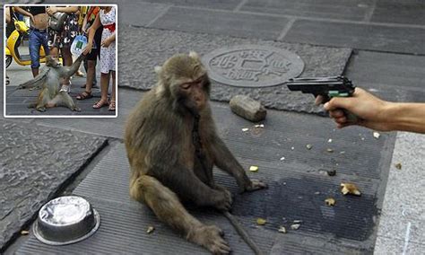 Monkey is threatened by its owner with fake gun so it will perform on ...