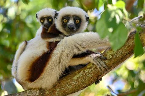 Sifaka Lemur with Baby Resting on a Tree, Madagascar Nature. Stock ...