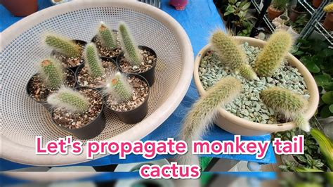 Effective way to propagate monkey tail cactus | Bikolanahardinera # ...