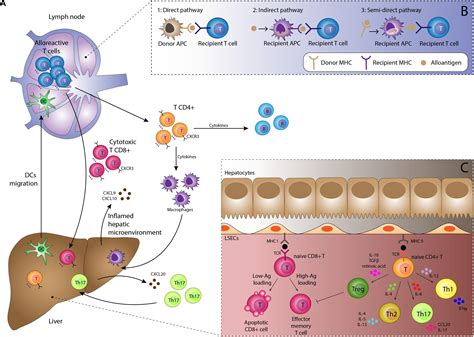 Frontiers | The Immunological Basis of Liver Allograft Rejection