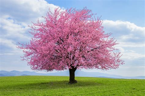 5 Best Flowering Trees That Add Color To Your Yard - Farmers' Almanac