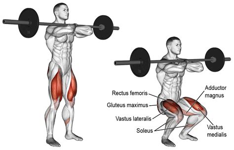 Why Front Squats Are Essential For Powerful Quad Activation - GymGuider ...