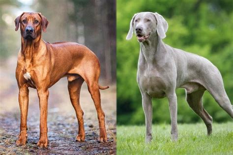 Rhodesian Ridgeback Weimaraner Mix Dog Breed: Info, Pictures, Care ...