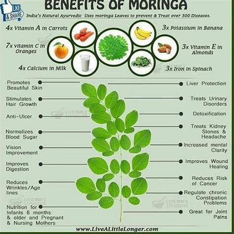 Moringa Oleifera Leaf Extract Capsules Energy Booster & - Etsy ...