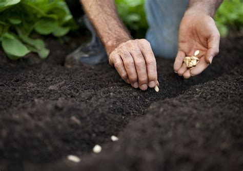 Horticulture Definition of Scarification