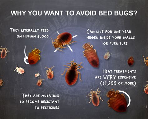 EcoBuggy's Bed Bug Detection, Prevention and Elimination Kit