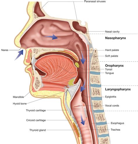 upper respiratory tract diagram - Google Search Human Body Anatomy ...