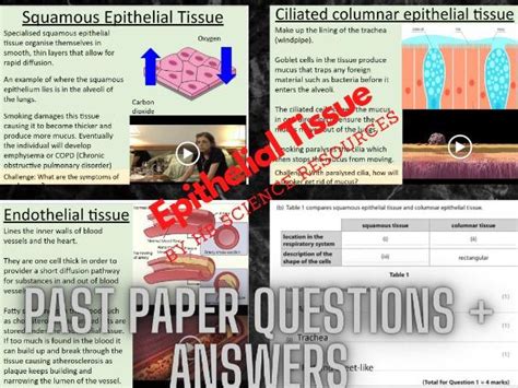 Epithelial Tissue | Teaching Resources