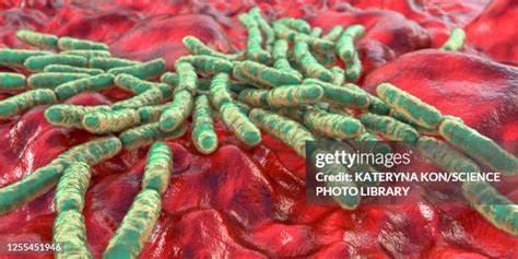 12 Lactobacillus Rhamnosus Stock Photos, High-Res Pictures, and Images ...