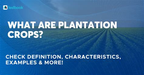 What are Plantation Crops? Know Major Characteristics & Examples