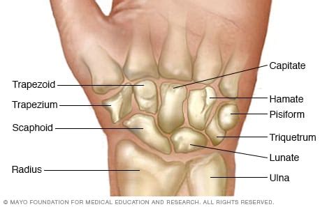 Wrist bones - Mayo Clinic