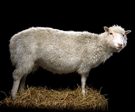 The legacy of Dolly the Sheep, the first cloned mammal - Sunday Post