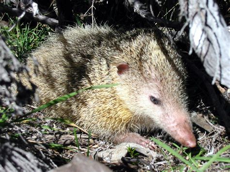 I like animals - astronomy-to-zoology: Tailless Tenrec (Tenrec...