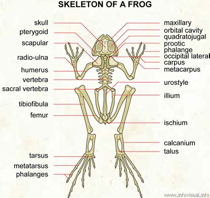 Skeleton - The Poison Dart Frog