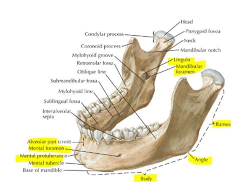 Mandibular Foramen Nerve